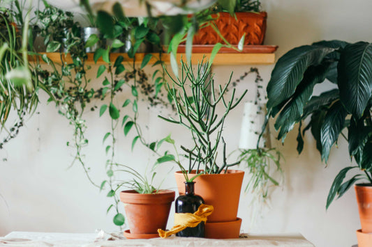 Best Types of Indoor Pots and Planters for Home Interior