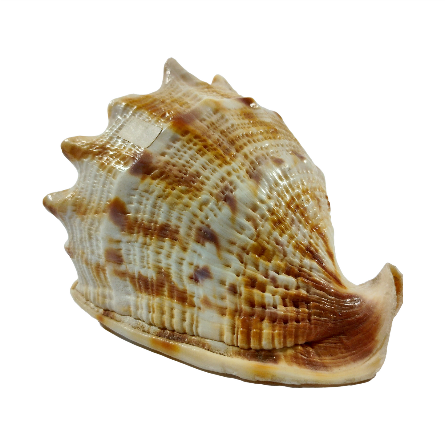 CONCH of CABANA