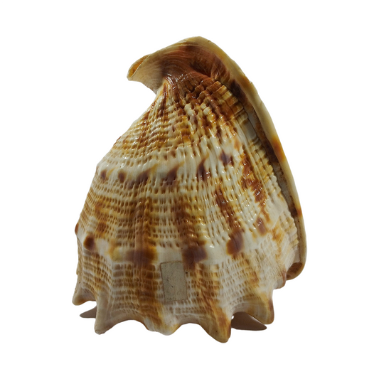 CONCH of CABANA