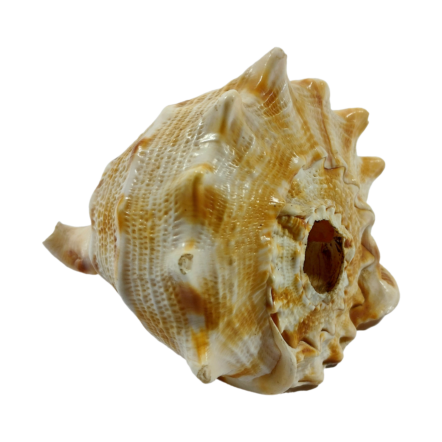 CONCH of CABANA