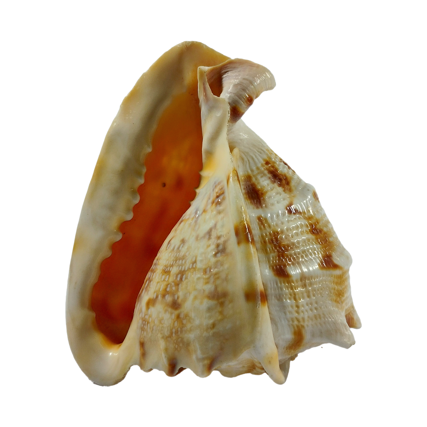 CONCH of CABANA